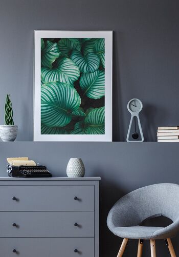 Photographie Plante Verte avec Feuilles Rayées - 21 x 30 cm 3
