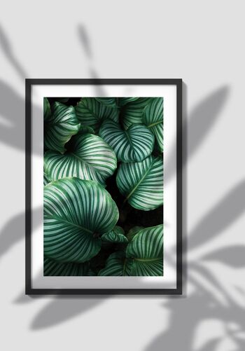 Photographie Plante Verte avec Feuilles Rayées - 21 x 30 cm 7