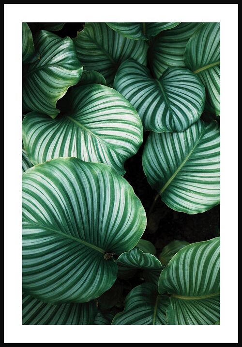 Grüne Pflanzen-Fotografie mit gestreiften Blättern - 30 x 40 cm