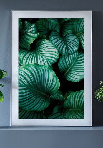 Photographie Plante Verte avec Feuilles Rayées - 30 x 40 cm 2