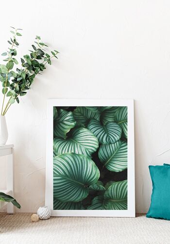 Photographie Plante Verte avec Feuilles Rayées - 40 x 50 cm 5