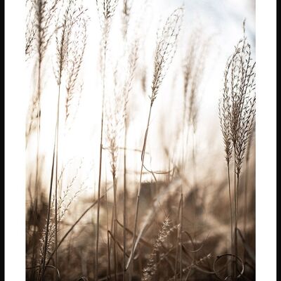 Gräser im Feld Poster - 40 x 50 cm