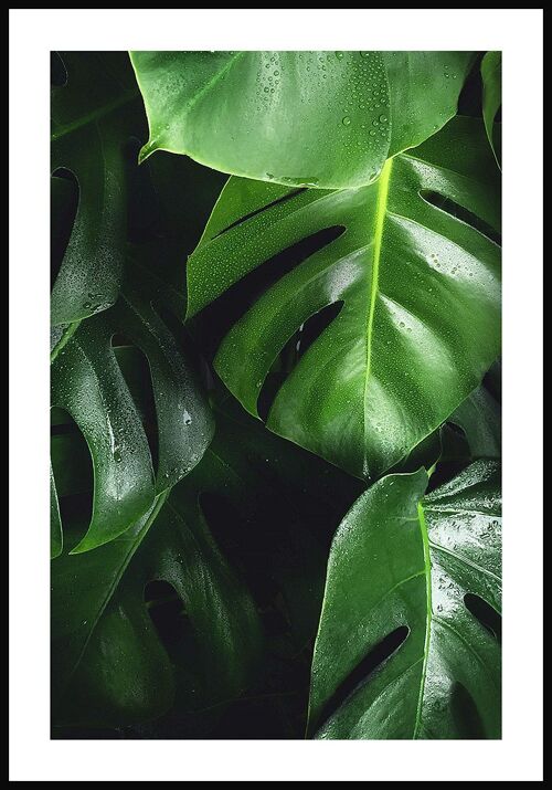Grünes Monstera Poster mit Blättern - 40 x 50 cm
