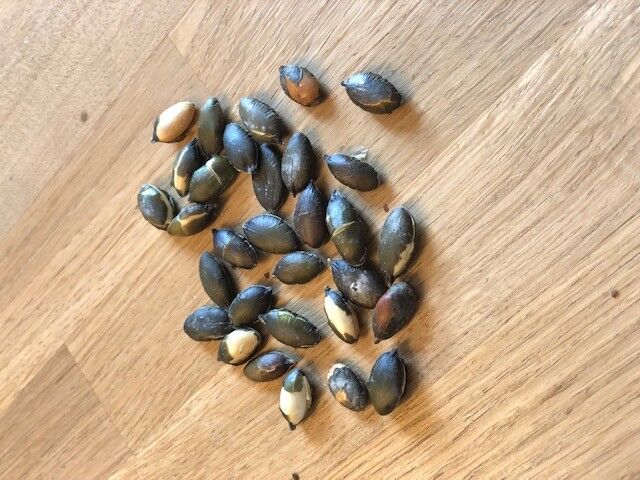 Semi di zucca tostati BULK 1,25kg