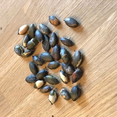 Roasted pumpkin seeds BULK 1.25kg