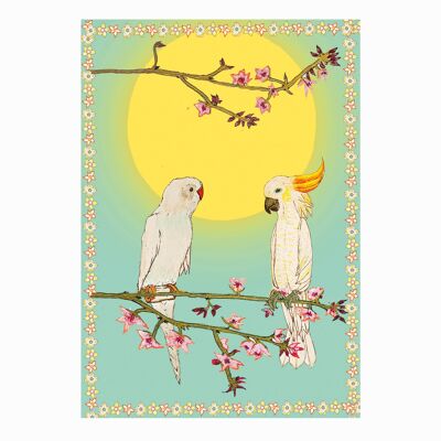 Cockatoo and Parakeet (Pack of 6)