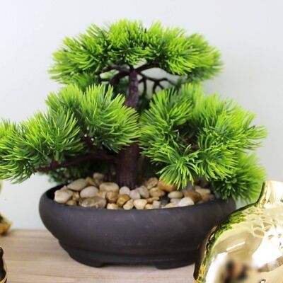 Árbol de bonsái falso oriental en estilo abeto