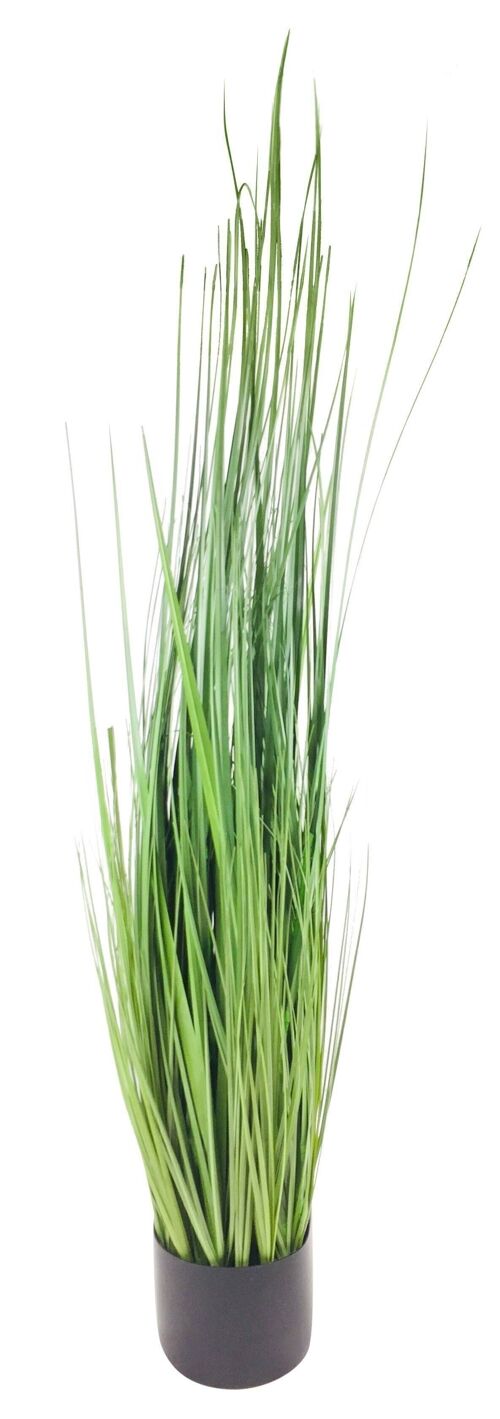 Onion Grass With Pot 113cm