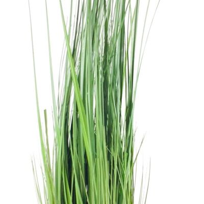 Onion Grass With Pot 113cm