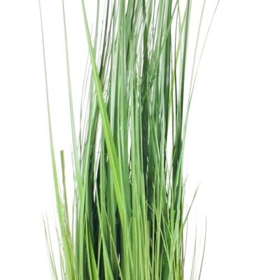 Oignon Herbe Avec Pot 113cm