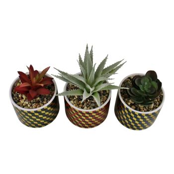 Ensemble de 3 plantes succulentes dans des pots en céramique au design cubique 2