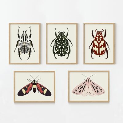 Art prints "insects" pack of 5 different