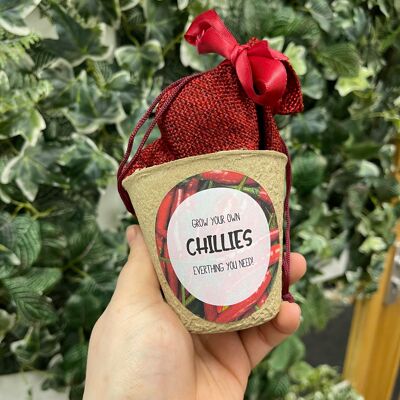 Grow your own - Chillies /