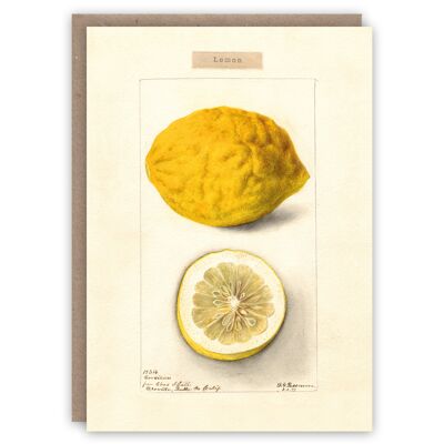 Lemon