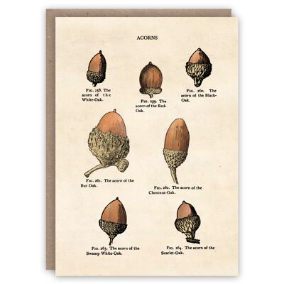 Acorns