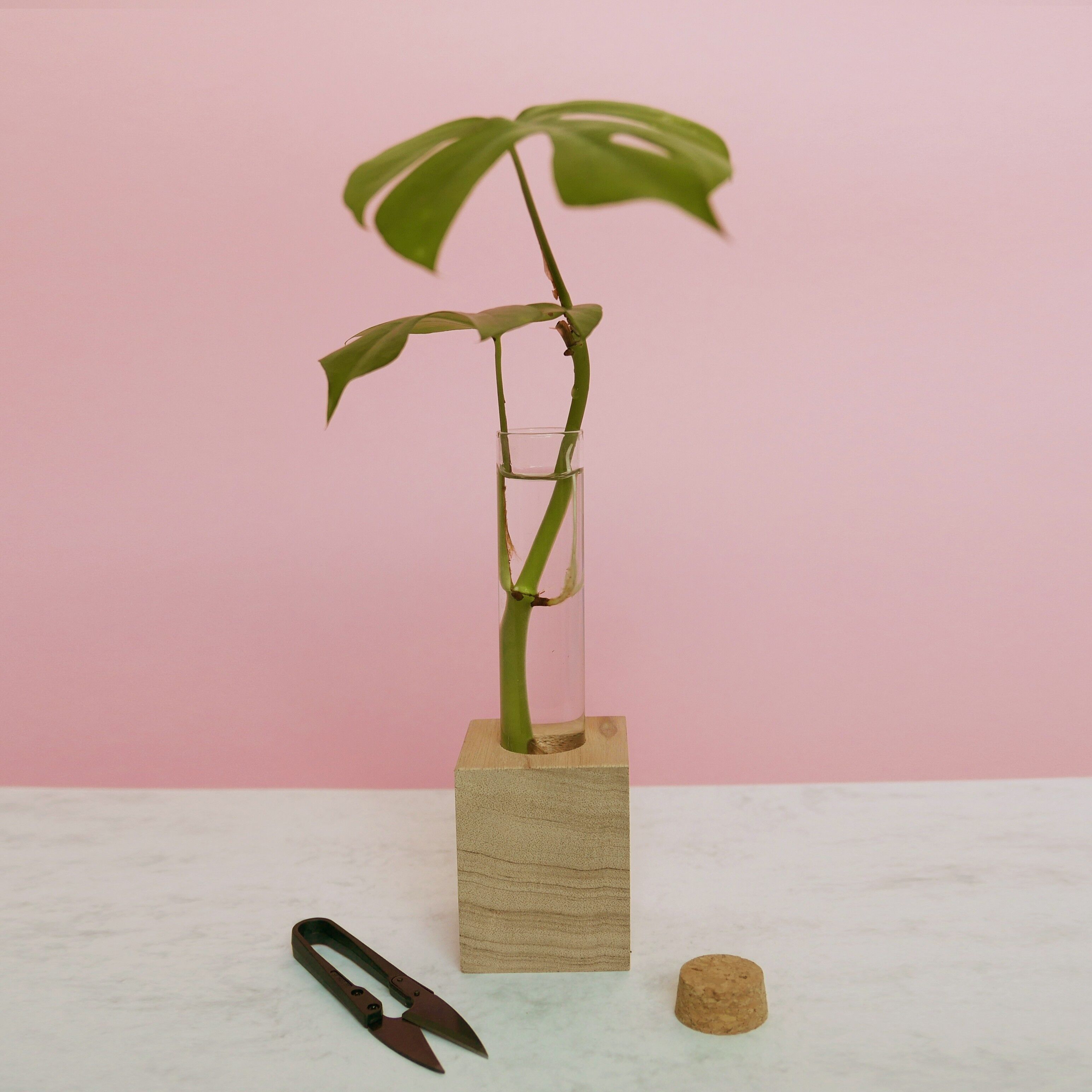 Mini shears for cuttings in a glass vase