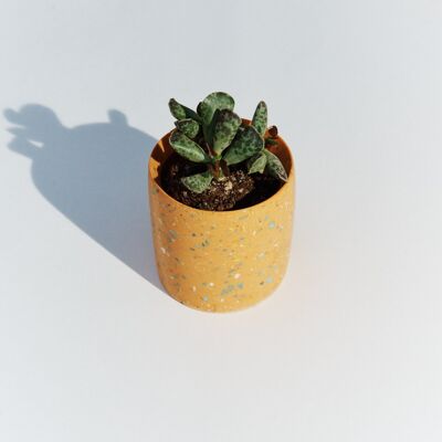 Tangerine plant pot