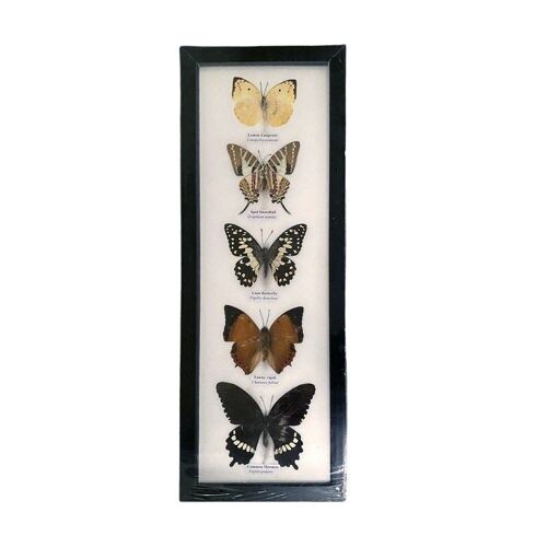 Taxidermy Butterfly, 5 Butterflies, Assorted, Mounted Under Glass, 14x39cm