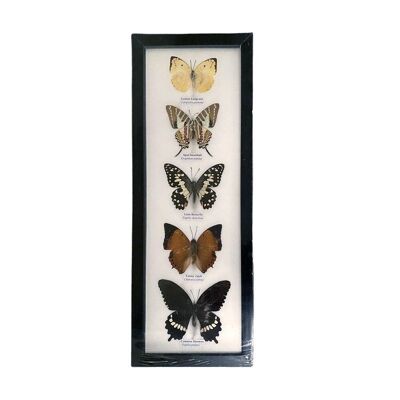 Farfalla tassidermia, 5 farfalle, assortite, montate sotto vetro, 14x39 cm