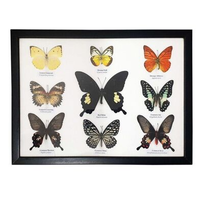 Farfalla tassidermia, 9 farfalle, assortite, montate sotto vetro, 33x25.5cm