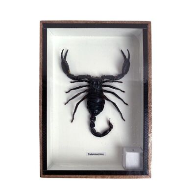 Scorpion Taxidermie, Monté Sous Verre, 15x20cm