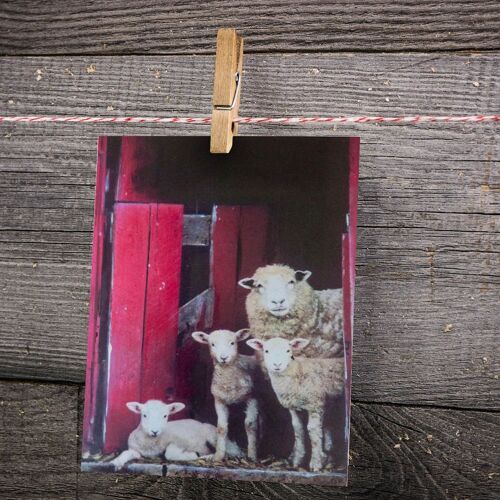 Peek A EWE - THE Greeting Card