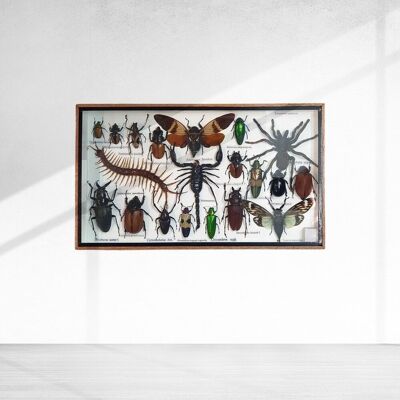 Set di insetti in scatola di tassidermia, medio, assortito, montato sotto vetro, 35.5x21 cm