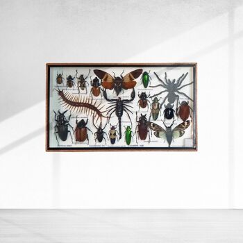 Coffret d'insectes en taxidermie, moyen, assorti, monté sous verre, 35.5x21cm 1