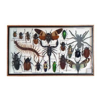 Coffret d'insectes en taxidermie, moyen, assorti, monté sous verre, 35.5x21cm 2