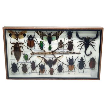 Coffret d'insectes en taxidermie, moyen, assorti, monté sous verre, 35.5x21cm 3