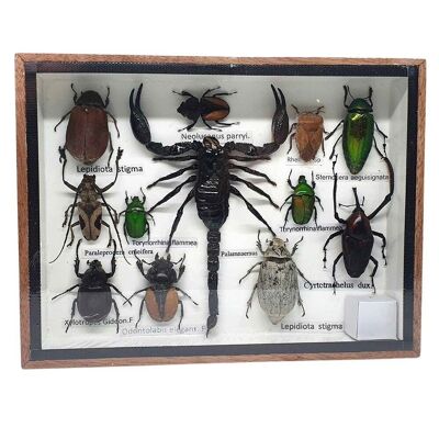 Set di insetti in scatola di tassidermia, piccolo, assortito, montato sotto vetro, 15x19.5cm