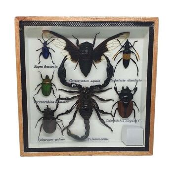 Coffret d'insectes taxidermie, très petit, assorti, monté sous verre, 15x15cm 1