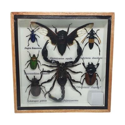 Coffret d'insectes taxidermie, très petit, assorti, monté sous verre, 15x15cm