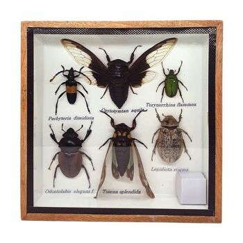 Coffret d'insectes taxidermie, très petit, assorti, monté sous verre, 15x15cm 2