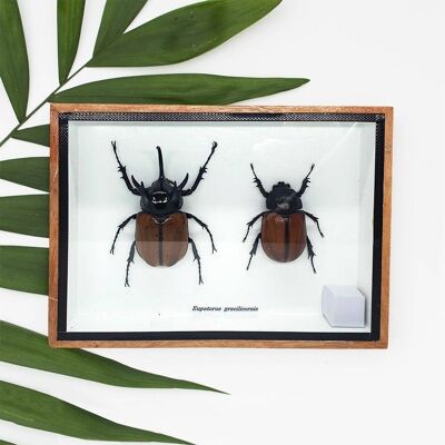Taxidermia Escarabajo de 5 cuernos, par, montado bajo vidrio, 15x12.5cm