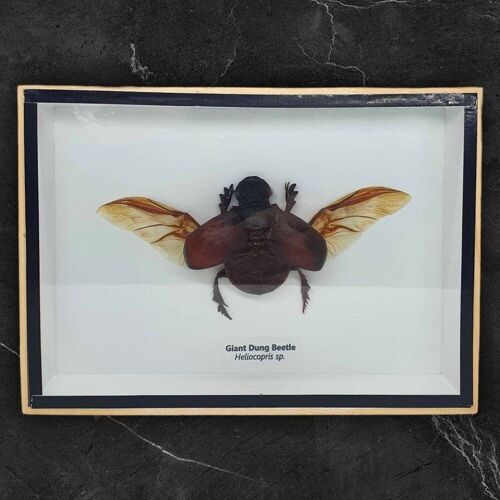 Taxidermy Dung Beetle, Mounted Under Glass, 18x13cm