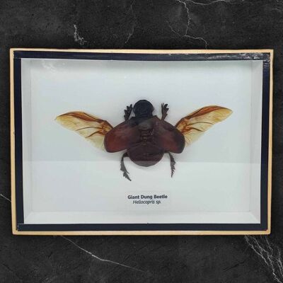 Escarabajo Pelotero Taxidermia, Montado Bajo Vidrio, 18x13cm