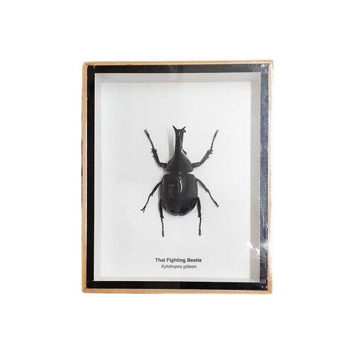 Taxidermy Fighting Beetle, Mounted Under Glass, 12.7x15.5cm