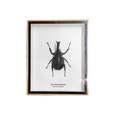 Escarabajo luchador de taxidermia, montado bajo vidrio, 12.7x15.5cm