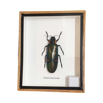 Taxidermy Giant Green Jewel Beetle, Mounted Under Glass, 12.5x15cm