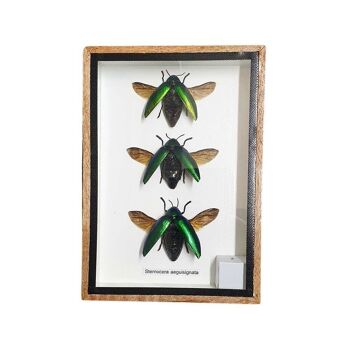 Taxidermie Green Jewel Beetle avec aile, lot de 3, monté sous verre, 12.5 x 17.5Cm 2