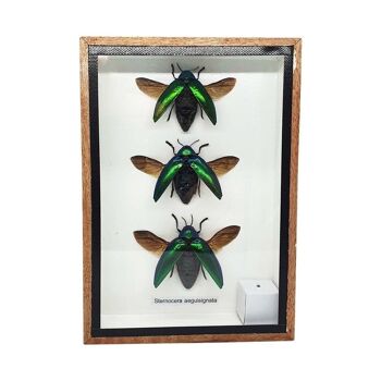 Taxidermie Green Jewel Beetle avec aile, lot de 3, monté sous verre, 12.5 x 17.5Cm 3