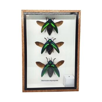 Taxidermie Green Jewel Beetle avec aile, lot de 3, monté sous verre, 12.5 x 17.5Cm 4