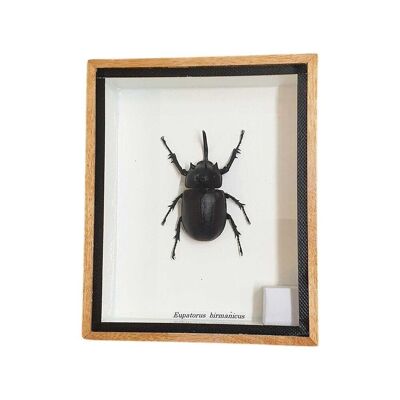 Escarabajo cabeza de conejo taxidermia, montado bajo vidrio, 12.5x15.1 cm