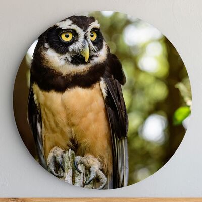 Owl -⌀ 40cm