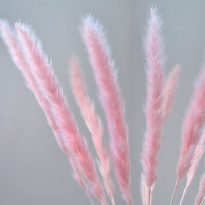 Blush Pink Mini Pampas - Bunch of 10