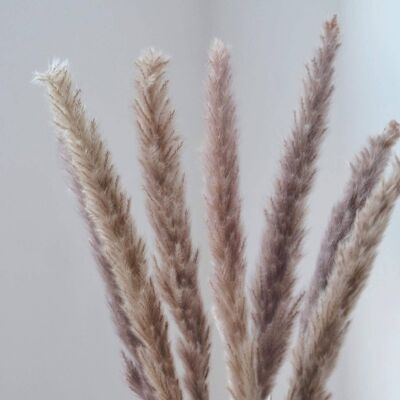 Brown Mini Pampas - Bunch of 10