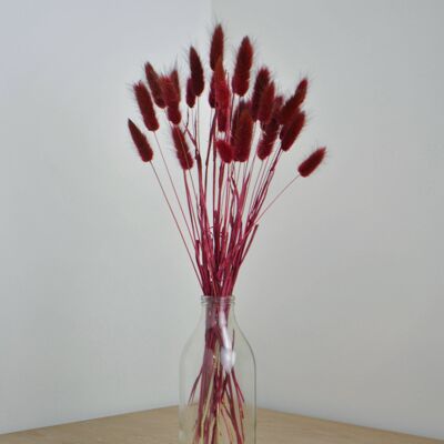 Burgundy Bunny Tails - Bunch of 30 Without Vase