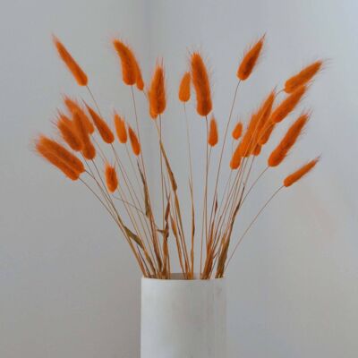 Burnt Orange Bunny Tails - Bunch of 30 With Vase