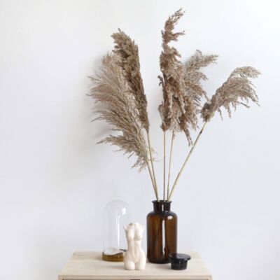 Natural Pampas - Bunch of 5